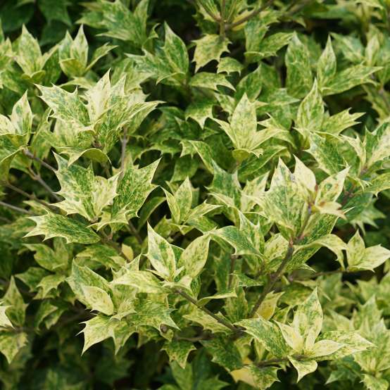 Close up of green and yellow Goshiki Osmanthus foliage